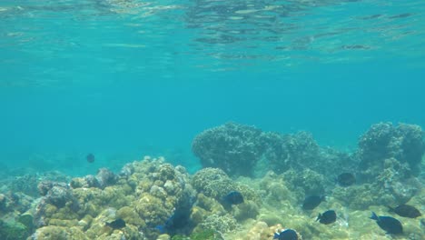 peces tropicales que viven en ecosistemas acuáticos alrededor de arrecifes de coral, se alimentan juntos, los roques