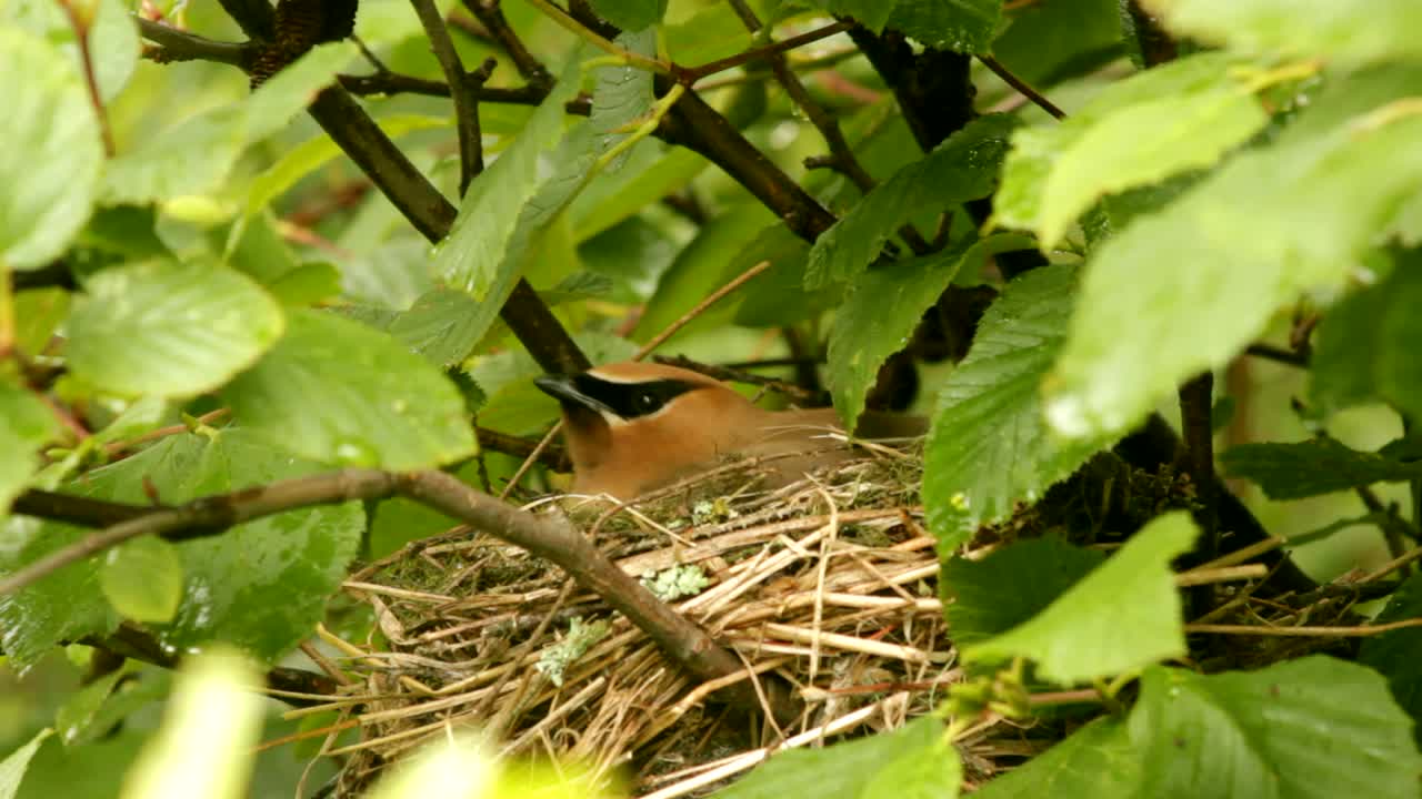 A bohemian waxwing sit on its eggs to warm them during a rainy day