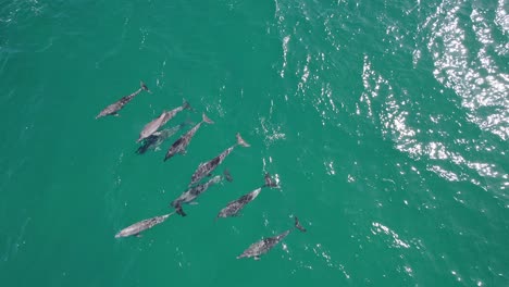 grupo de delfines nadando cerca del punto de la isla doble en rainbow beach, queensland, australia