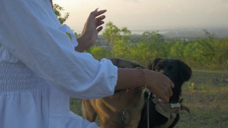 Two-dogs-are-petted-by-a-woman