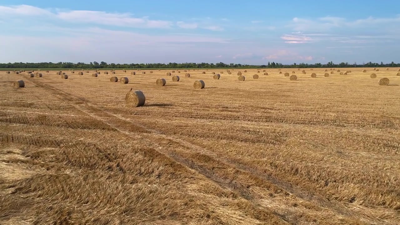 Letecký záběr sleduje paralelní stopy traktoru přes sklizené pole poseté kulatými balíky slámy, odhalující zploštělé zbytky obilí, opakující se stopy pneumatik a venkovský horizont v letním světle