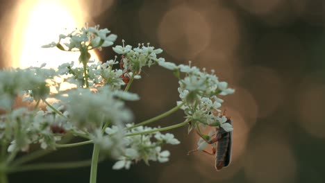 beetle on a flower at sunset