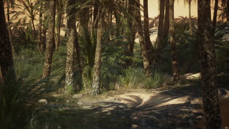 A Lush Oasis in the Desert