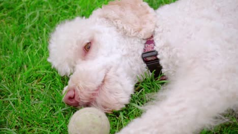 Weißer-Pudelhund,-Der-Mit-Ball-Spielt.-Hund-Mit-Spielzeug.-Süßer-Hund-Nagt-Ball-Auf-Gras