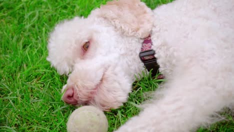 white poodle dog playing with ball. dog with toy. cute dog gnaw ball on grass