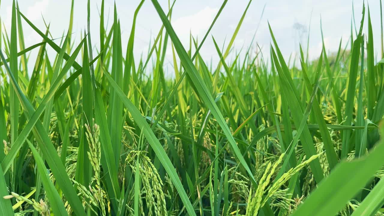 A slow tracking shot through a lush rice field, showing vivid green paddy plants gently swaying in the breeze. The camera movement creates a natural parallax, ca