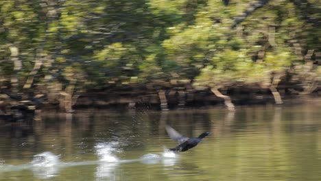 cormorán corriendo sobre el agua
