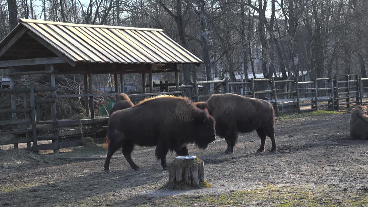 Static shot of American bison standing still in profile while other majestic large bison walks around. Group buffaloes live together in wooden fenced zoo park enclosure. Relaxed wild animals chilling