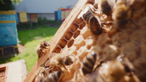 close-up of bees working in the hive.