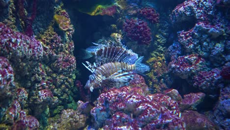 pez león de aleta clara (pterois radiata), también llamado pez león de cola