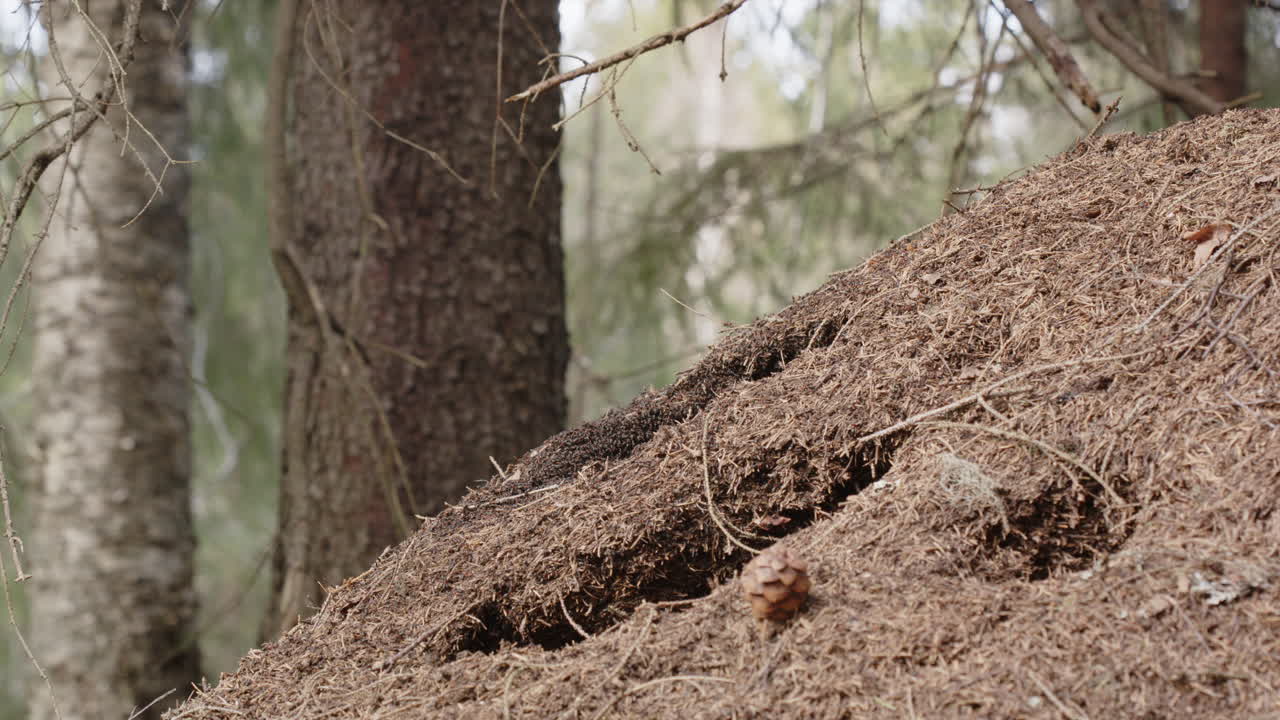 Red wood ant nest, Formica rufa, in a forest in Sweden, medium shot