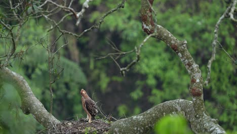 Elang-Jawa,-Una-Endémica-De-Indonesia,-Que-Sólo-Se-Encuentra-En-La-Isla-De-Java-Y-Es-Una-De-Las-Aves-Rapaces-Más-Amenazadas.