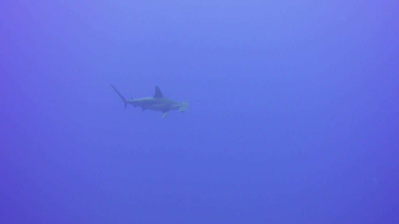 Hammerhead Sharks swimming in the distance out in the blue waters of the Red Sea