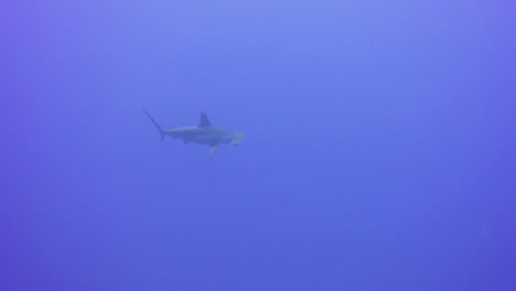hammerhead sharks swimming in the distance out in the blue waters of the red sea
