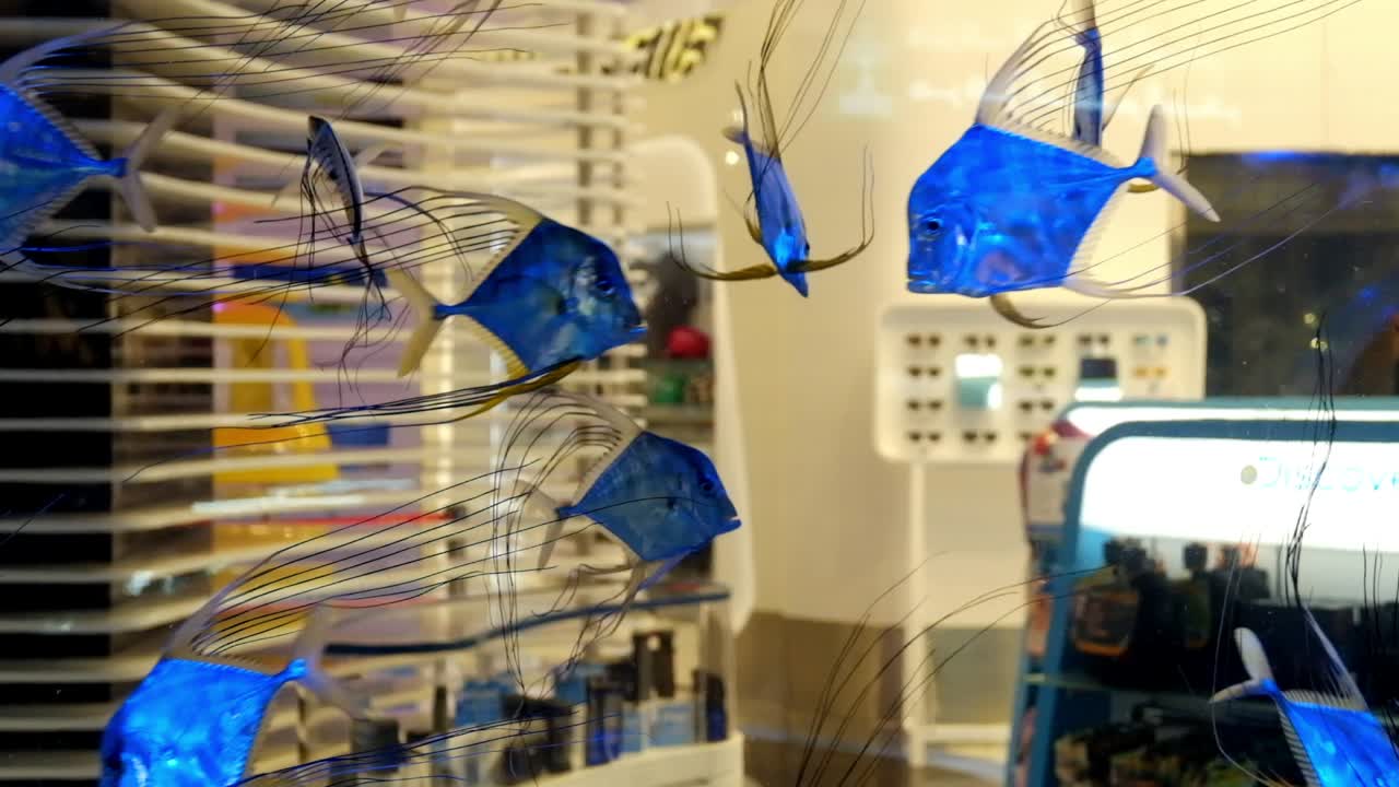 푸른 물고기가 수영하고 화면을 가로질러 떠다니는 비행