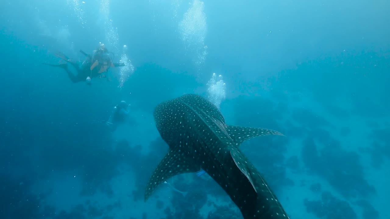 gran tiburón ballena en aguas azules tropicales nada lejos de la cámara entre varios buzos en 30fps