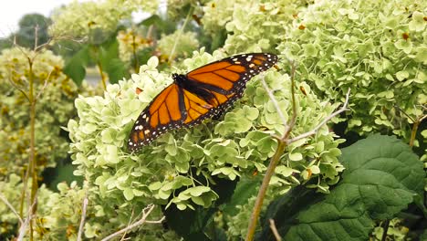 auge de la mariposa en cámara lenta a más tiro cenital en la planta verde