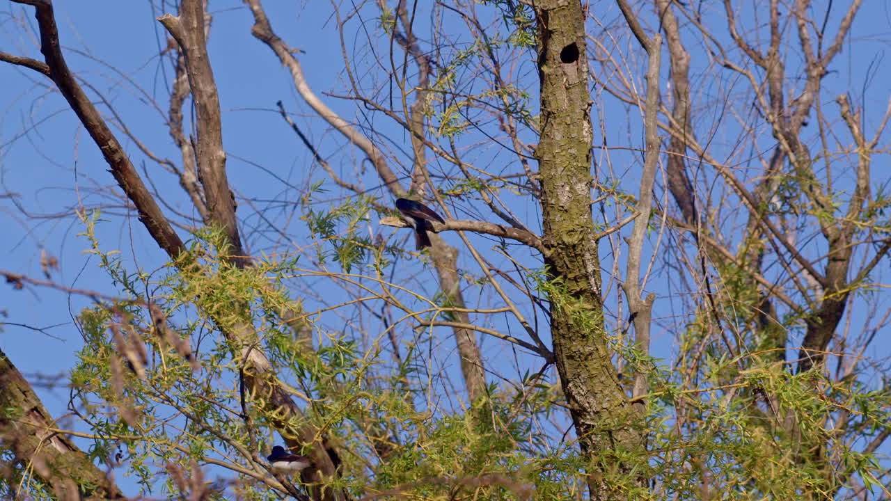 Purple martins flip, glide, and turn in this awe-inspiring slow-mo spring footage.