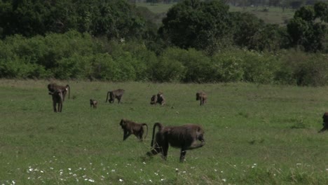 A-Troop-Of-Baboons-Feeding-On-The-Grassland-Of-Olare-Motorogi-Conservancy-In-Masai-Mara,-Kenya---Close-up-Shot
