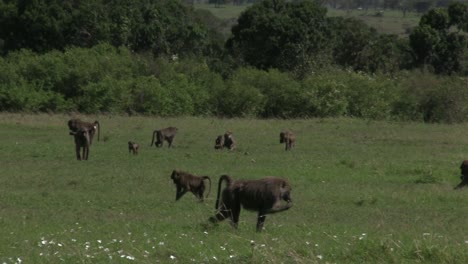 a troop of baboons feeding on the grassland of olare motorogi conservancy in masai mara, kenya - close-up shot