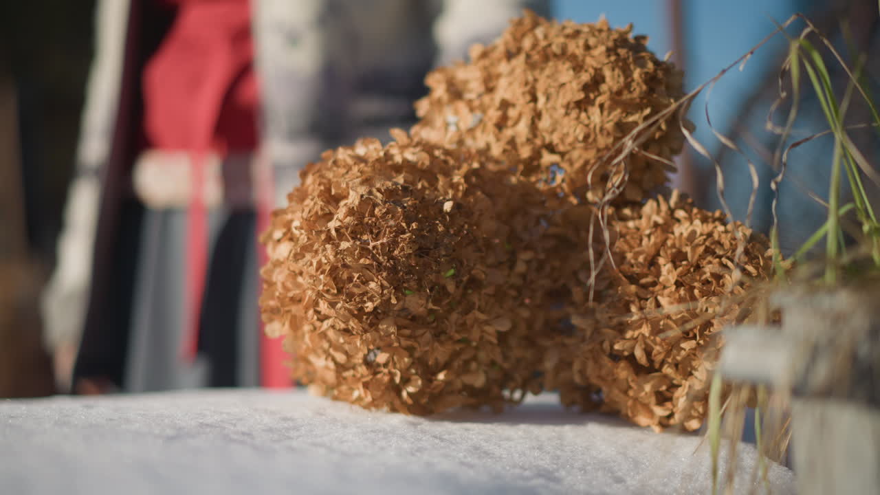 Dried hydrangea balls on table, cook nearby. Softfocus home cook stands behind rustic centerpiece of dried hydrangea spheres on wooden surface, warm sunlight, shallow depth of field, cozy seasonal