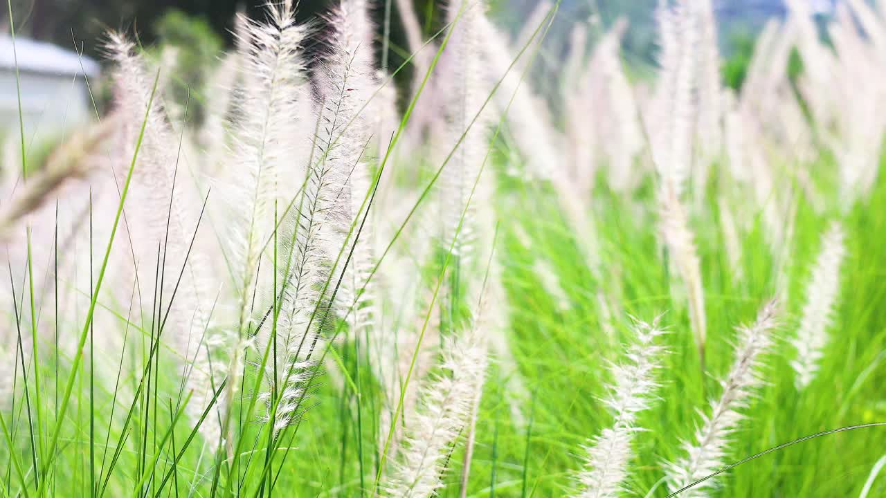 높은 풀이 부드럽게 바람에 흔들리고