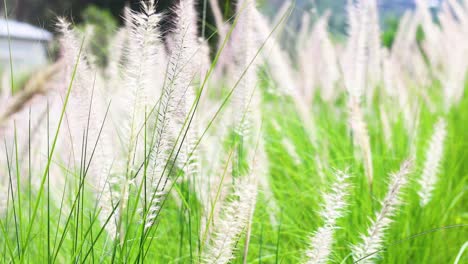 tall grass swaying gently in the breeze