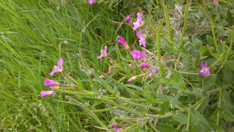 pink flowers of the rosebay willow herb on a grass verge of the england countryside