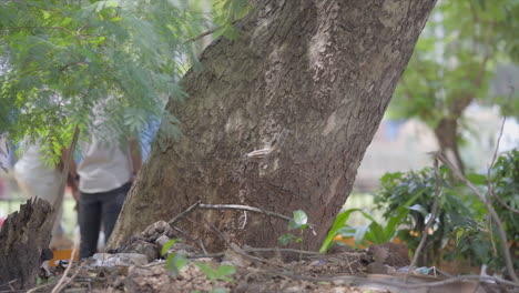 Eichhörnchen-Auf-Baum-Indien-Mumbai