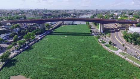 Invasive-water-hyacinth-plant-floats-freely-on-Rio-Ozama,-Dominican-Republic