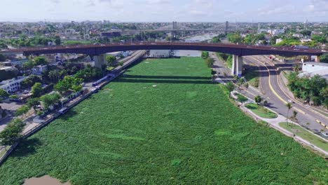 la planta invasora de jacinto de agua flota libremente en el río ozama, república dominicana