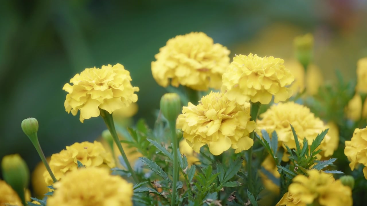 Ortensia Gialla in Fiore nel Giardino