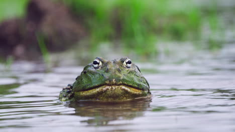 closeup of african bullfrog swimming in the water during mating season.