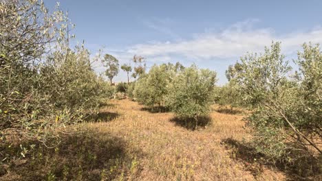 this enchanting footage captures the vibrant allure of a moroccan olive tree garden in the height of summer