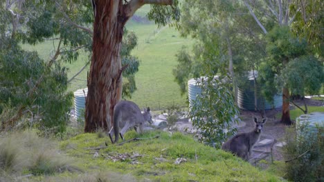 A-kangaroo-mother-with-a-joey-in-her-pouch-jumps-along-a-bush-track-in-the-otway-national-park-on-the-great-ocean-road