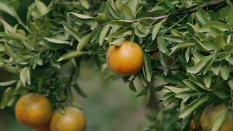 oranges on a tree