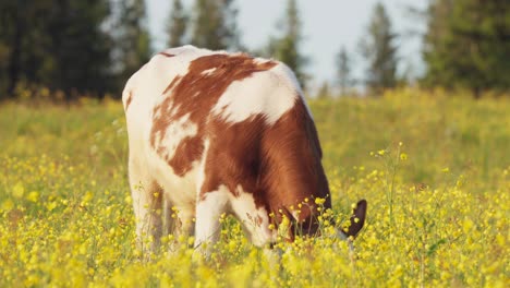 cow grazing in a flower meadow - close up