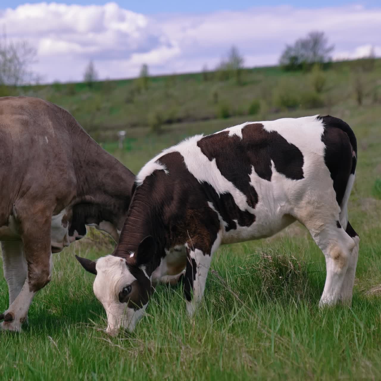 Close up view of grazing attractive cow at field. Herd of cows walking on the field