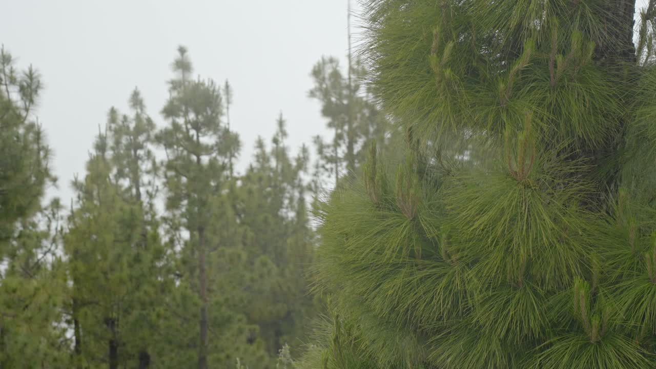 테네리페 섬 의 코니퍼 숲 위 에 두꺼운 안개, 정적 시각