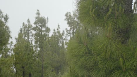 thick fog over conifer forest in tenerife island, static view