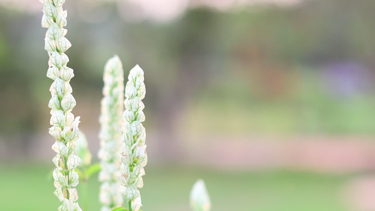 정원에서 꽃이 피는 꽃의 클로즈업