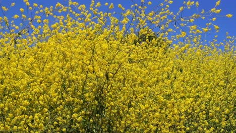 1080hd 24p, yellow wild flowers sway gently in the summer breeze with a blue sky background