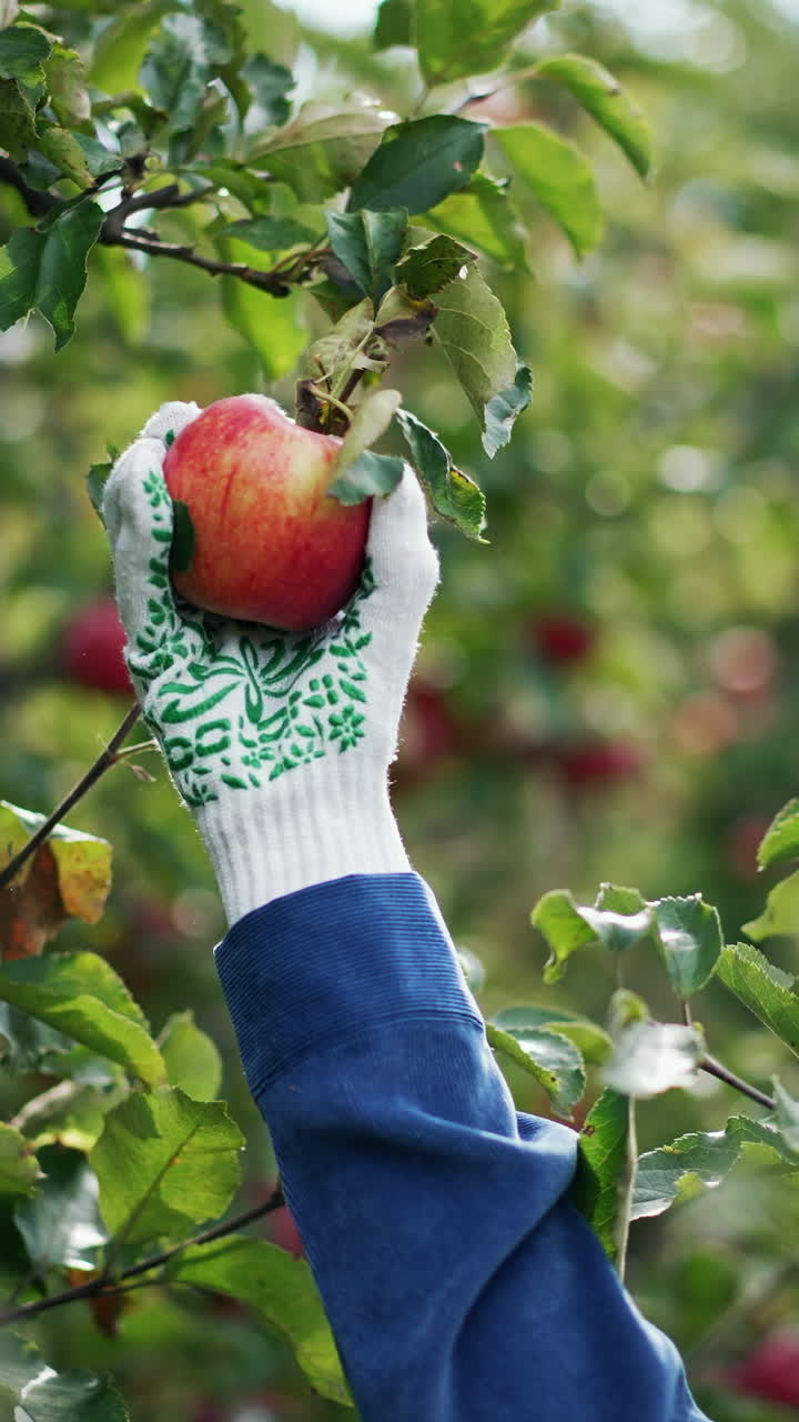 Organic ripe apples hanging on the branches among green leaves. Woman reaches the apple and picks it with her gloved hand. Vertical video