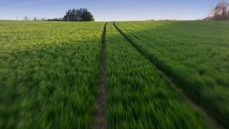 Luftaufnahmen-Von-Drohnen-Zur-Goldenen-Stunde,-Die-Einen-Feldweg-Durch-Ein-üppiges,-Leuchtend-Grünes-Maisfeld-In-Frankreich-Verfolgen