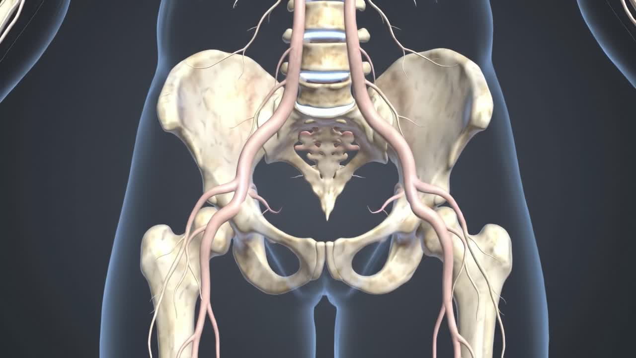 Detailed Visualization of the Human Pelvis and Associated Vascular Structures Highlighting Key Anatomical Features Including Arteries and Bones