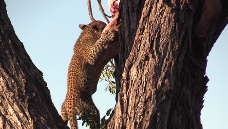 Un-Cachorro-De-Leopardo,-En-Lo-Alto-De-Un-árbol,-Alimentándose-De-Los-Restos-De-Una-Matanza-En-El-Gran-Parque-Nacional-Kruger-De-áfrica