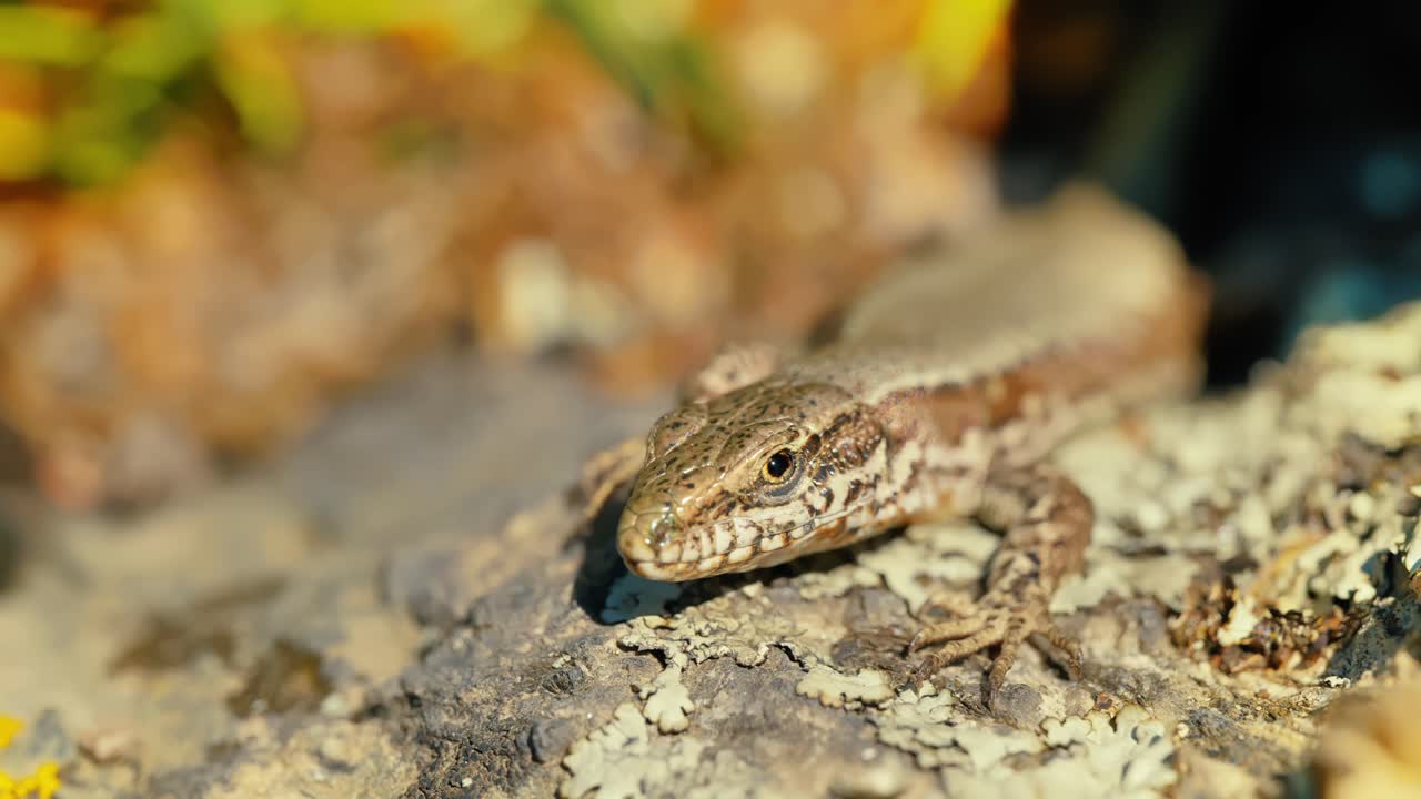 Un primo piano che cattura i dettagli intricati e i motivi della pelle di una lucertola mentre si gode il calore su un terreno roccioso, circondata da colori naturali
