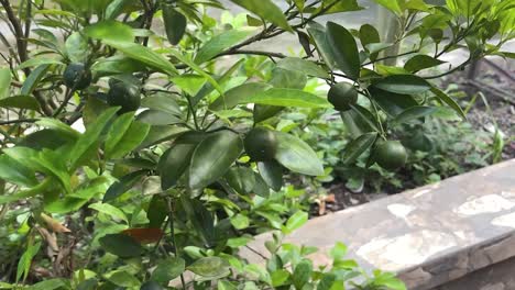 a lemon planted at the center island