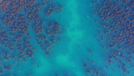 algas de algas en aguas cristalinas azules fotografía aérea de la costa sudafricana