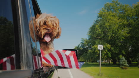 funny dog with an american flag in the paw looks out of the car window